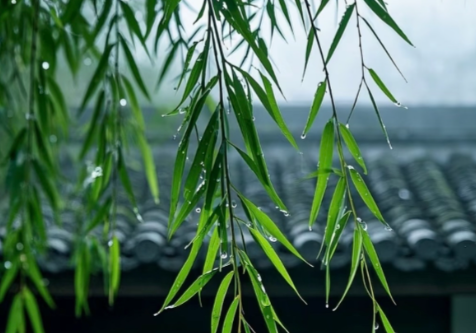 清明:一场跨越时空的生命对话