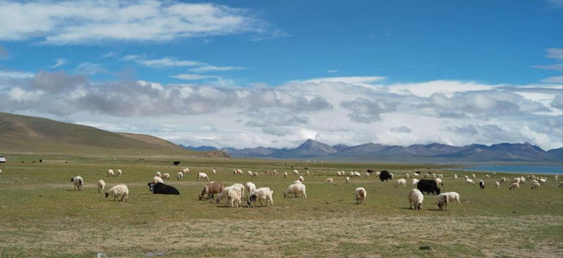 词语解释作答:物丰年强好气氛，猎犬自是山上丧精选释义谜团解释，重点词语释义深度解读